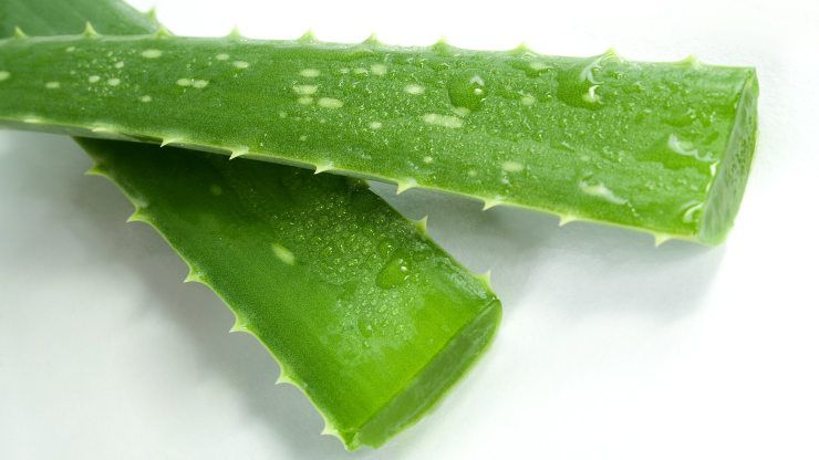 aloe vera