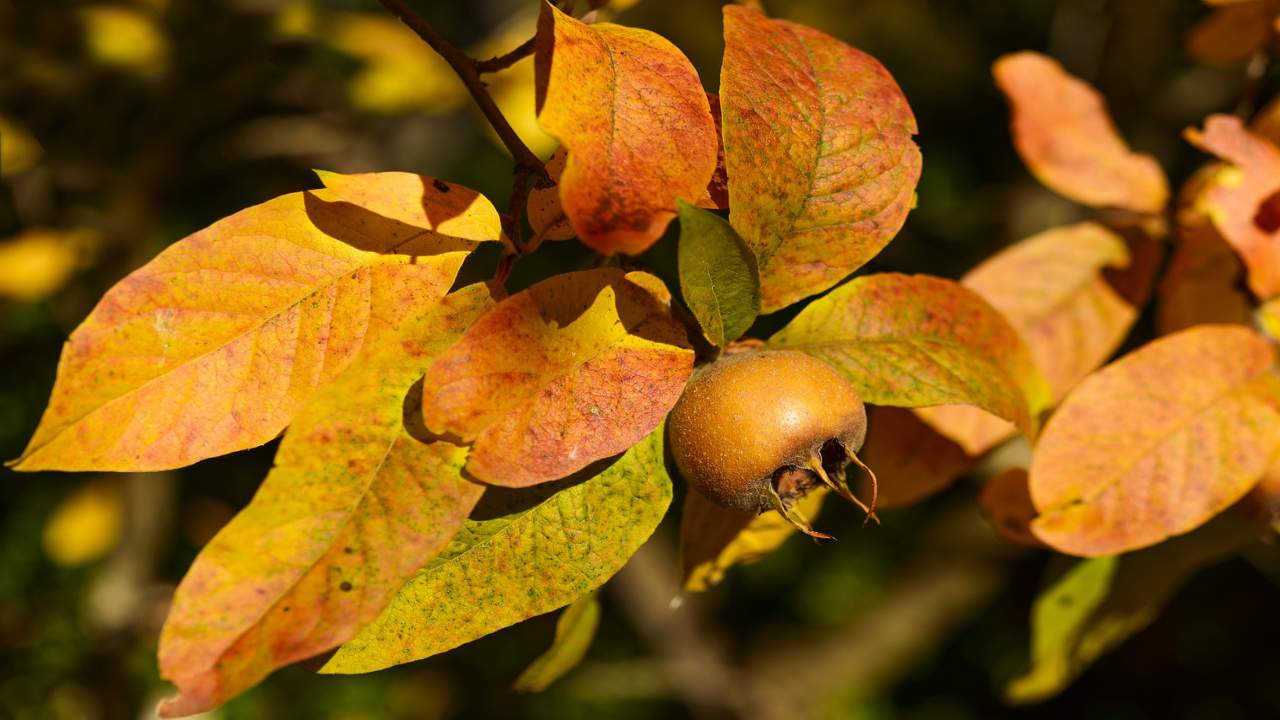 Foglie di nespolo infuso