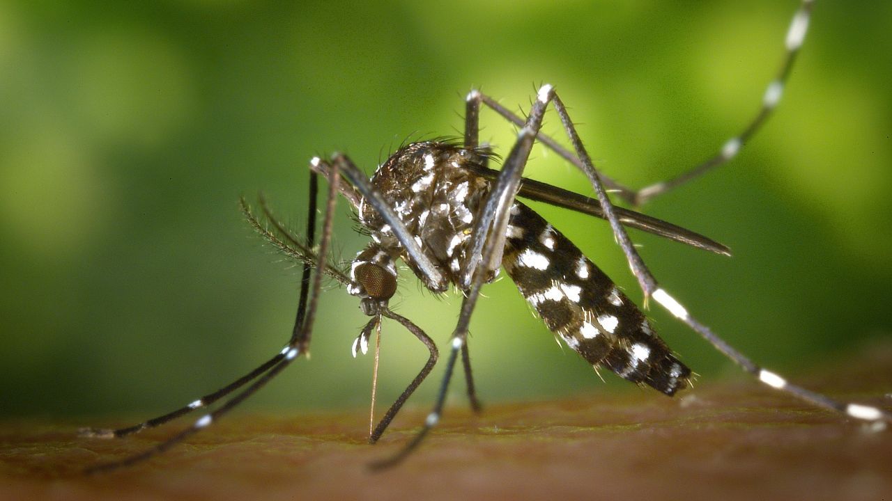 rimedi naturali punture zanzare