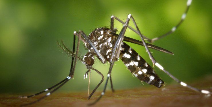 rimedi naturali punture zanzara