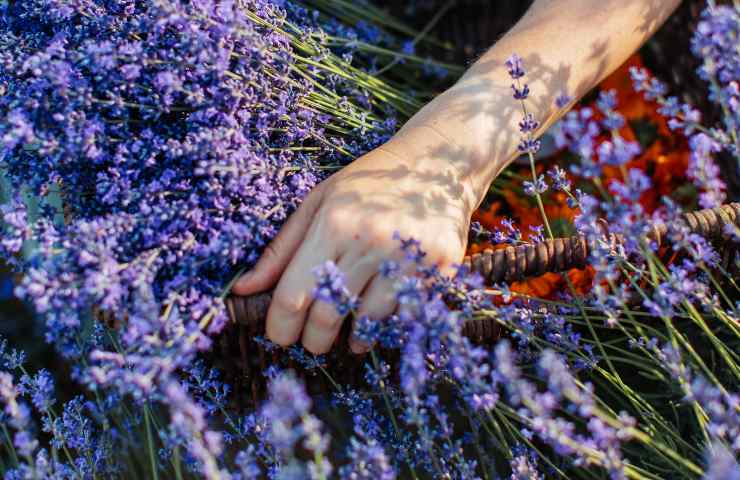 lavanda