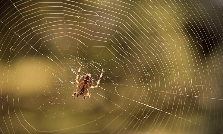 Mai più ragni e ragnatele: ecco cosa devi fare!  Rimedi pulizia della  casa, Pulizie di casa, Detersivo fatto in casa