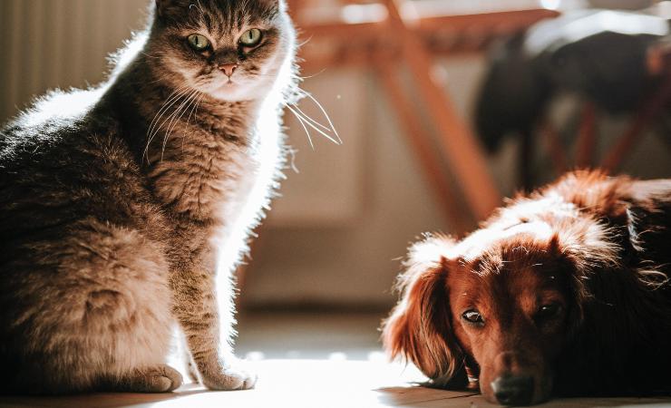 Protección cálida para mascotas