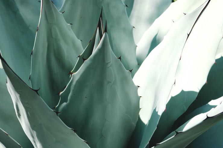 agave