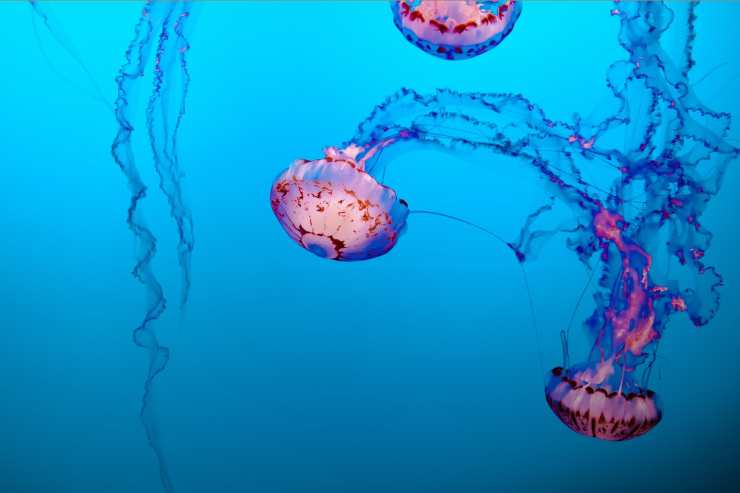 morso meduse rimedi naturali