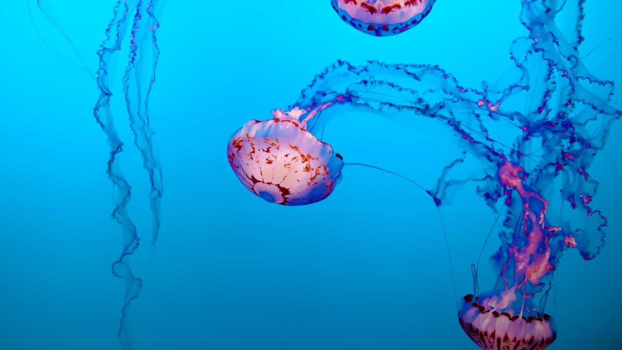 contro puntura medusa