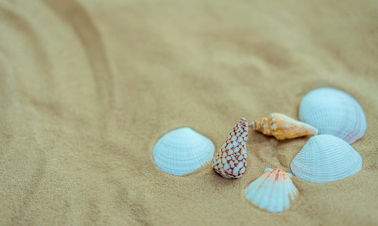 conchiglie sulla sabbia
