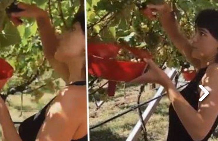 Cecilia Rodriguez fa la vigna