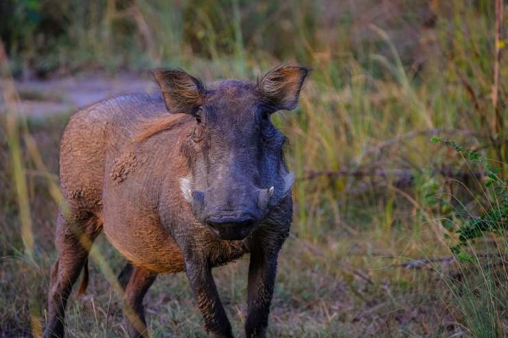 cinghiale
