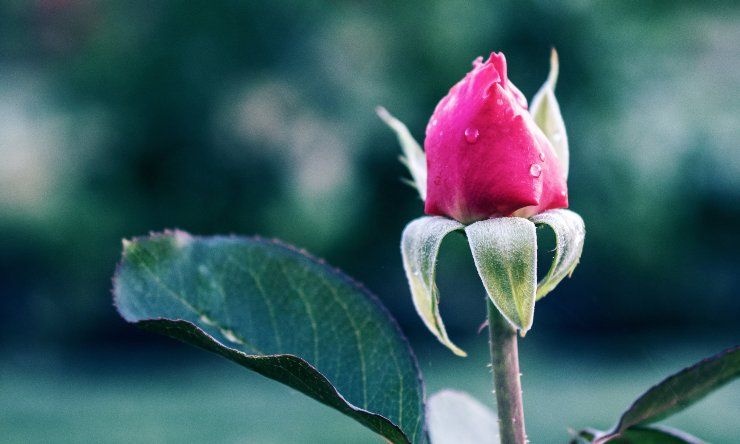 bocciolo di rosa