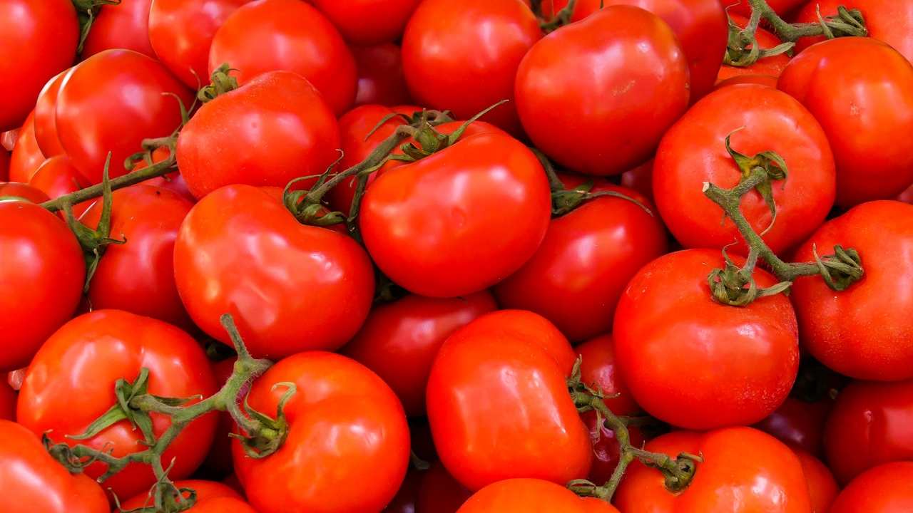 pomodori grigliati
