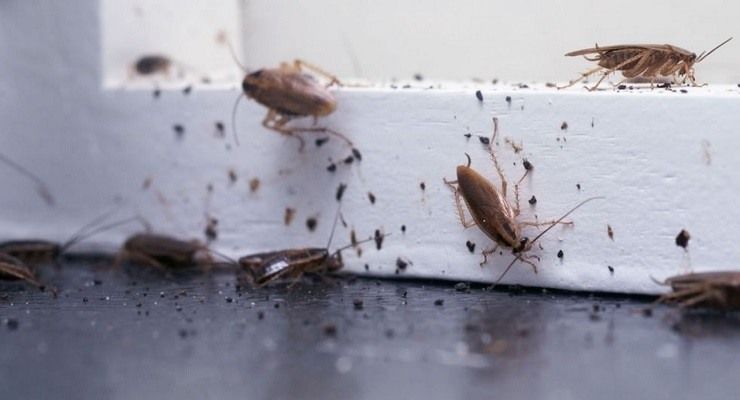Eliminare baltte e scarafaggi
