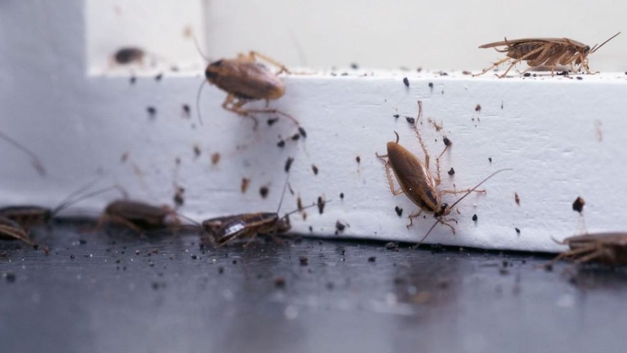 Eliminare Baltte e scarafaggi
