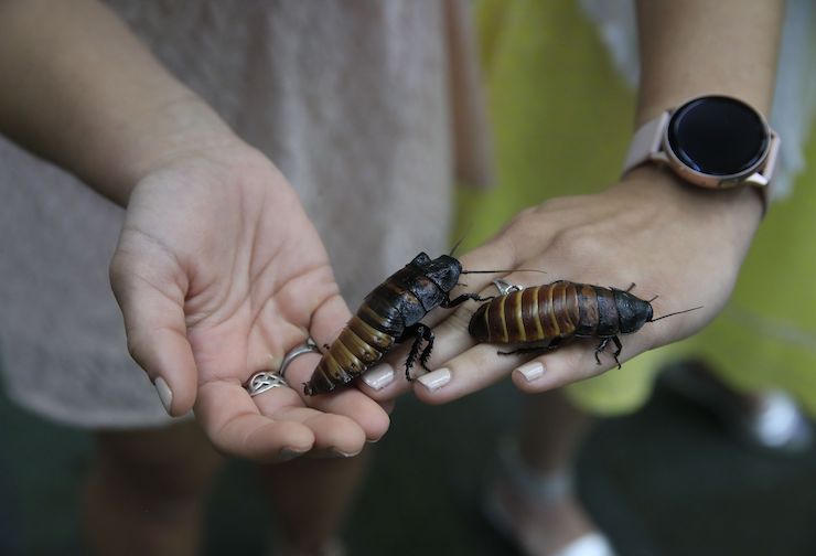 Come fronteggiare gli insetti in modo naturale (Getty Images)