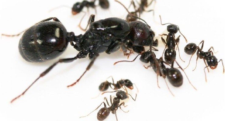 Eliminare formiche