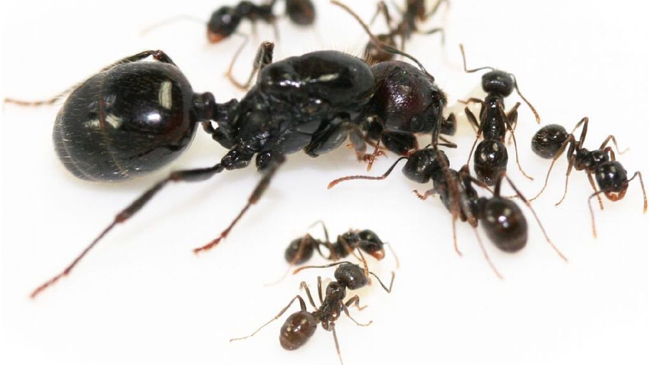 Eliminare formiche
