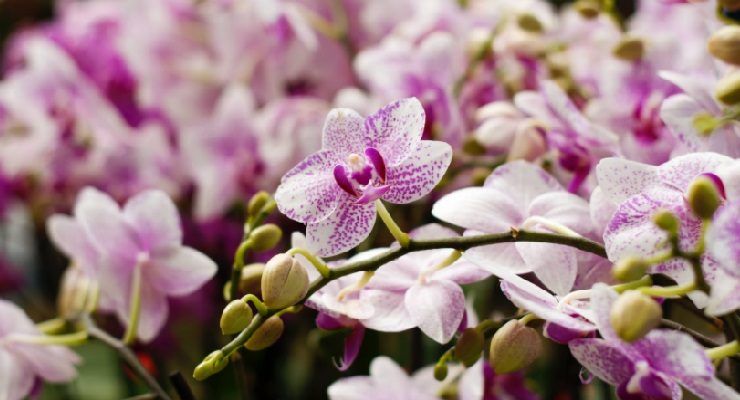 vaso adatto per Orchidea