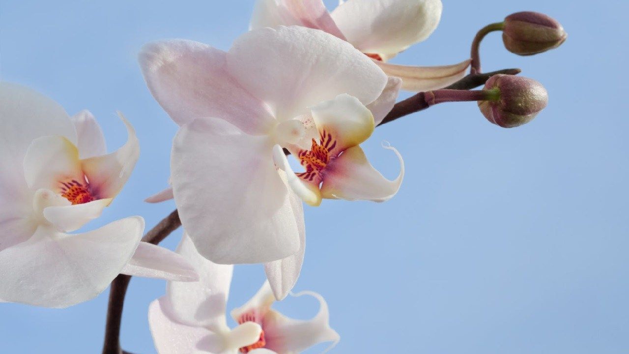 vaso adatto per Orchidea