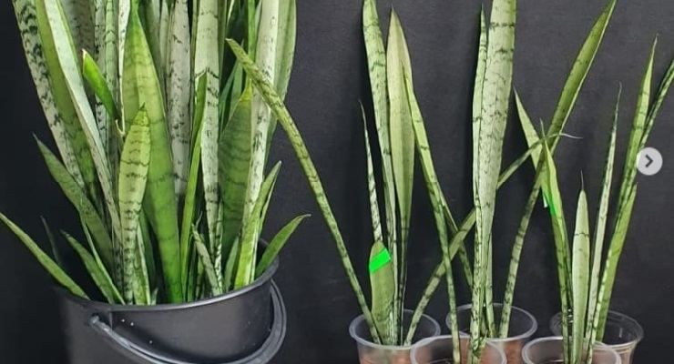 Far fiorire la sansevieria