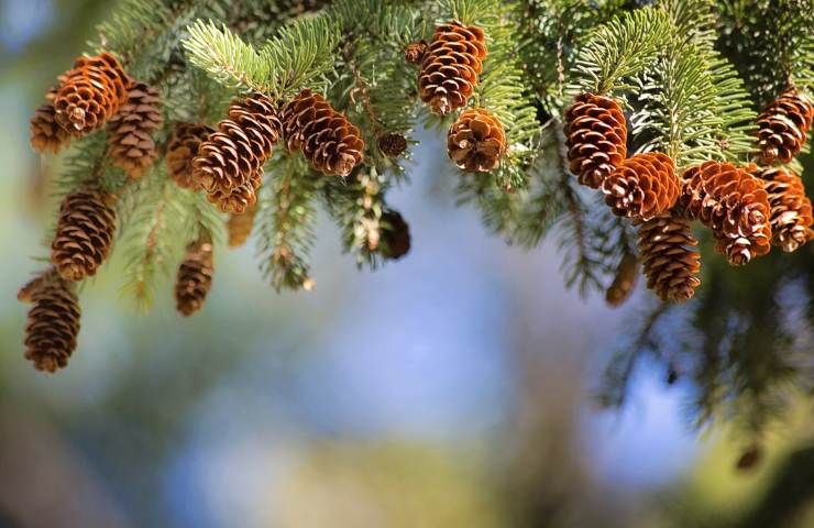 Pigne, profumare l'ambiente