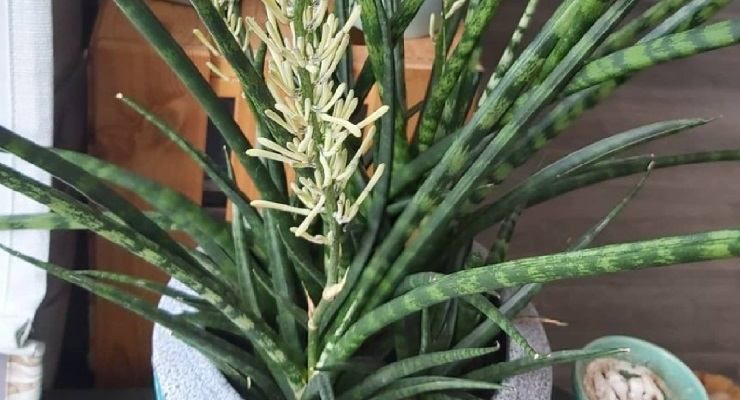 Far fiorire la sansevieria