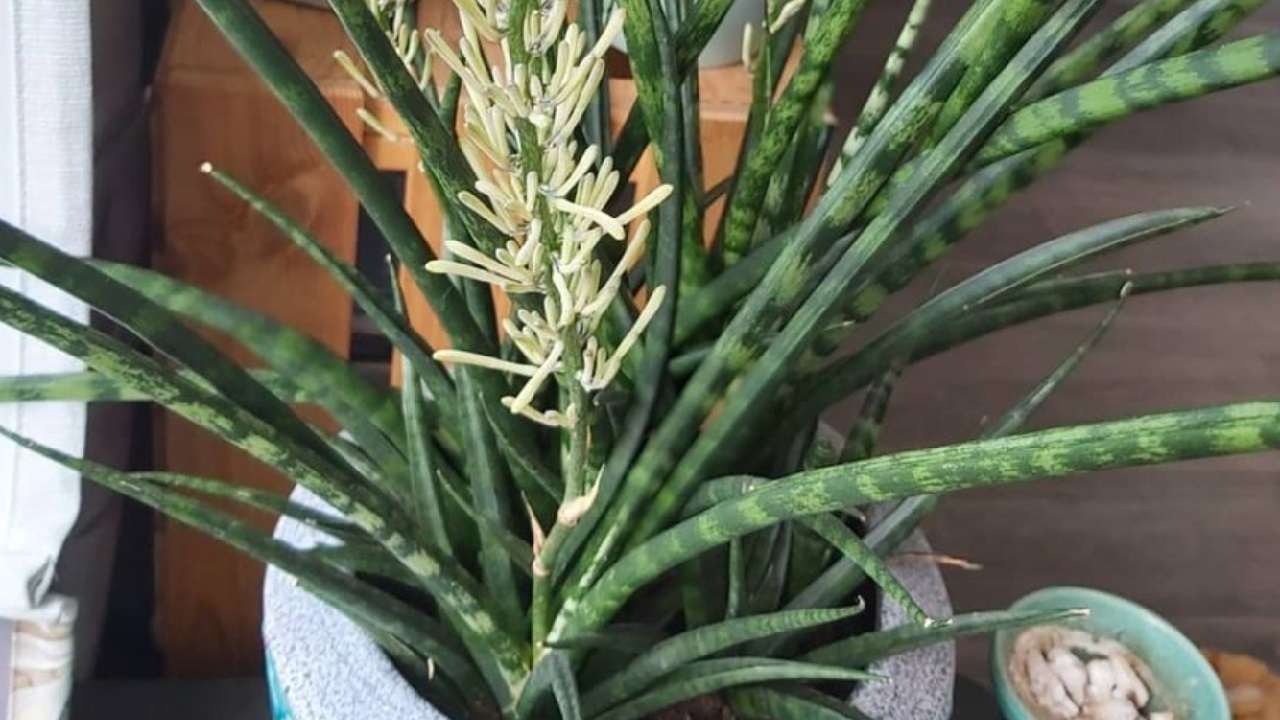 Far fiorire la sansevieria