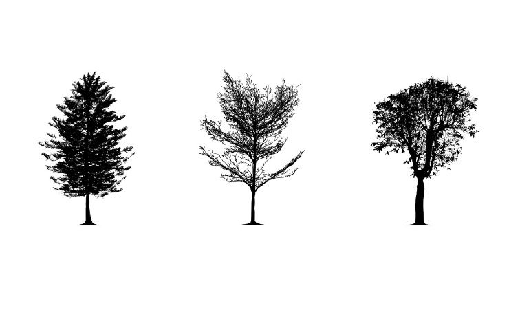 Test della personalità alberi