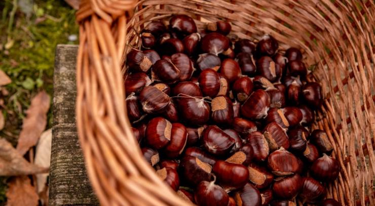 castagne