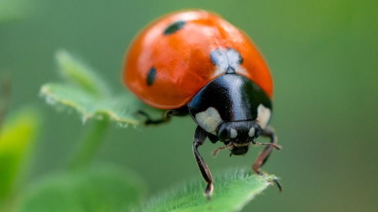 come costruire una casa per coccinelle