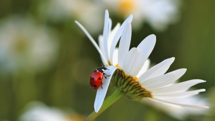 come costruire una casa per coccinelle