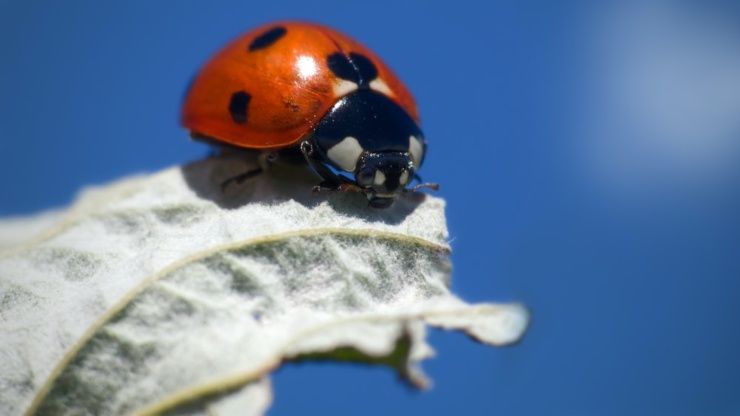 come costruire una casa per coccinelle