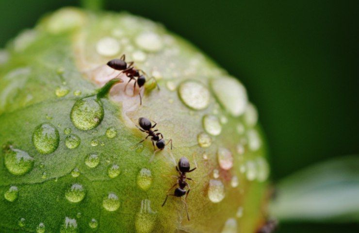 formiche sulle piante da frutto