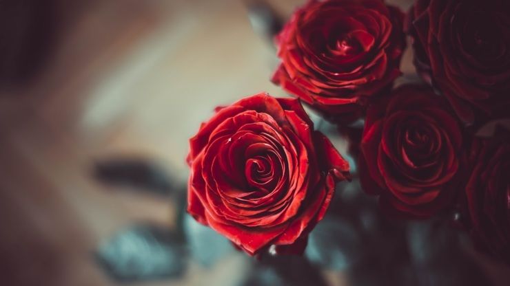 mantenere fresche le rose più a lungo