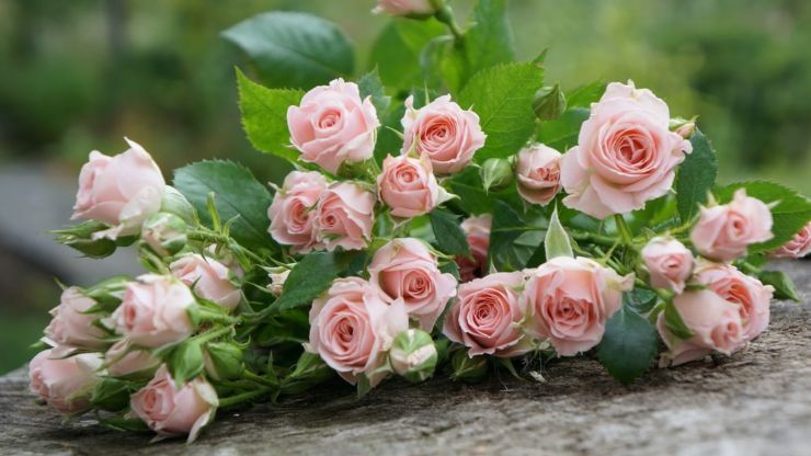 mantenere fresche le rose più a lungo