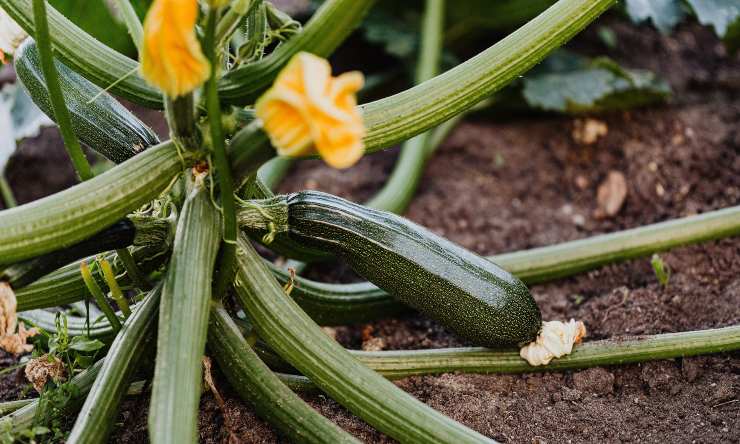 benefici delle zucchine