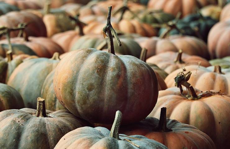 zucca siciliana in agrodolce