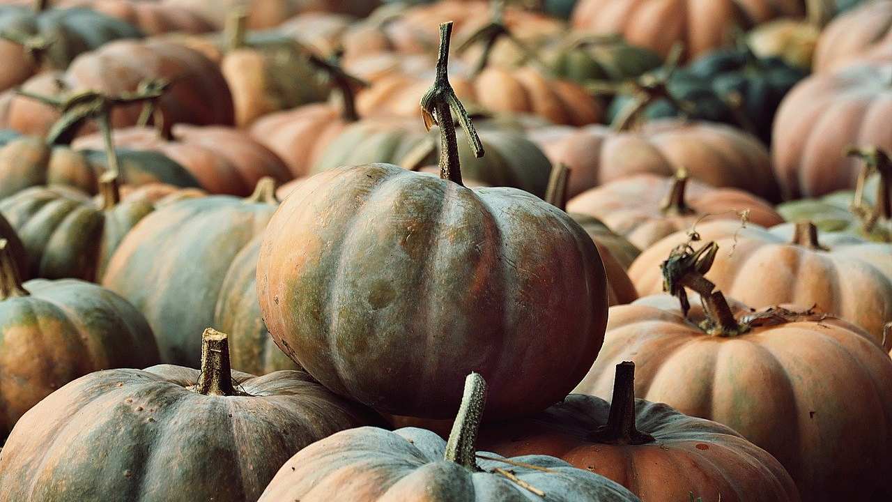 zucca siciliana in agrodolce