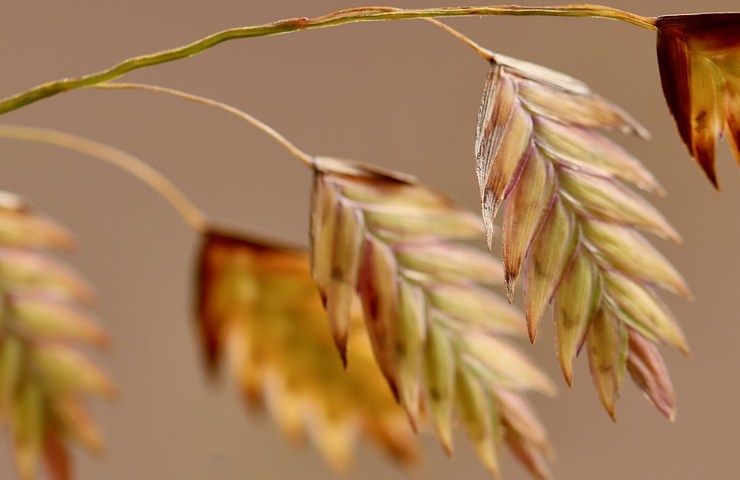 Acqua alla avena, benefici