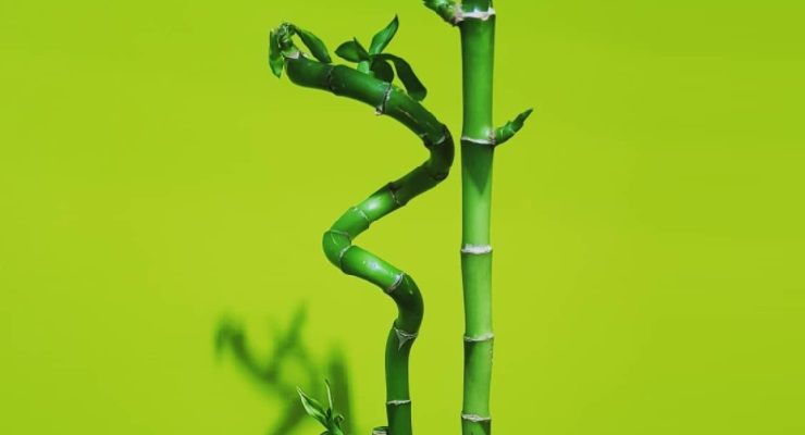 Innaffiare Bambù della fortuna