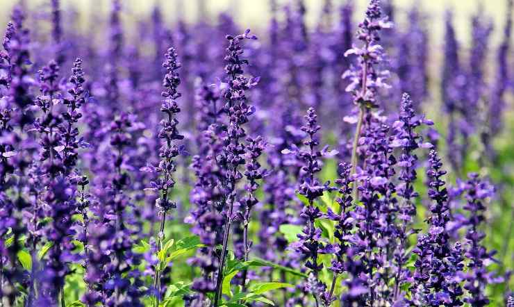 Campo di lavanda