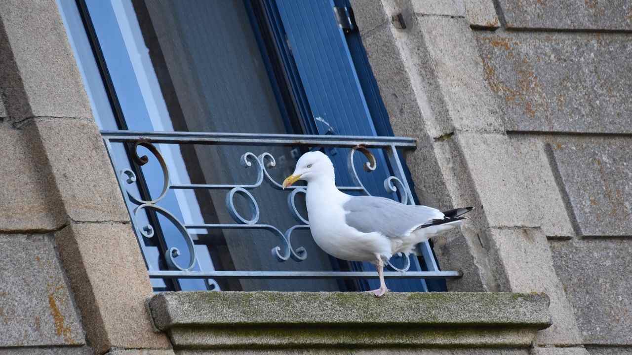Come tenere lontani gli animali