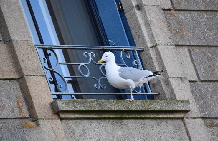 Come tenere lontani gli animali