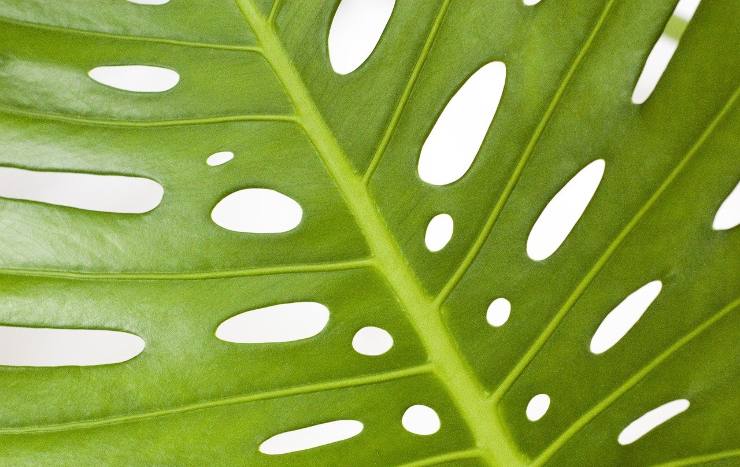 Foglia di Monstera