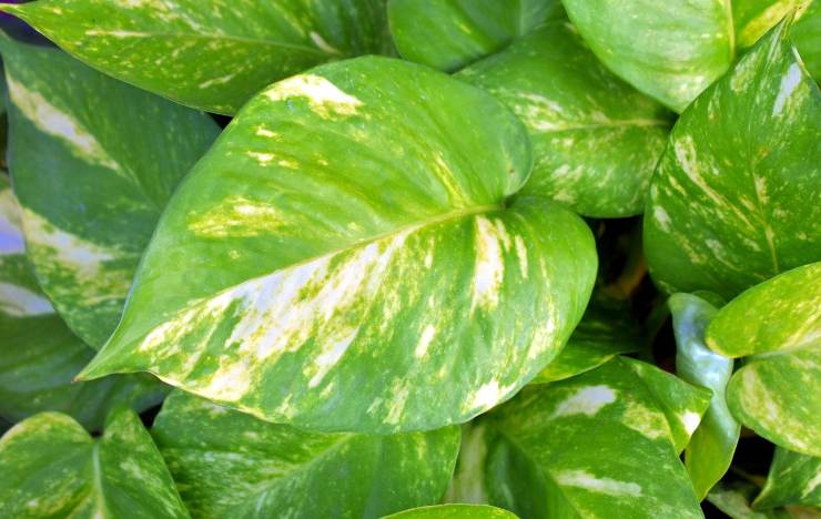 Foglie brillanti di pothos