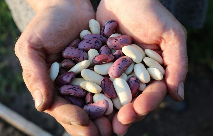 Mani che porgono una manciata di fagioli freschi