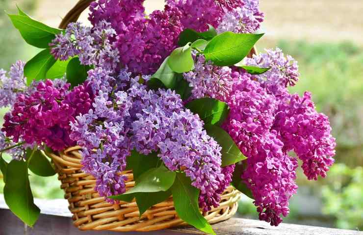 Mazzetti di lavanda in cesta di vimini