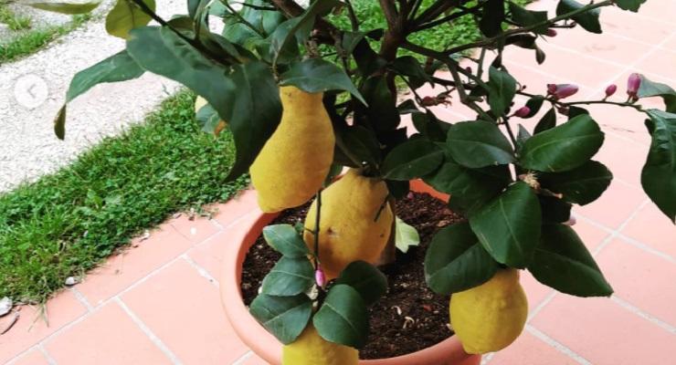Come curare Pianta di limone