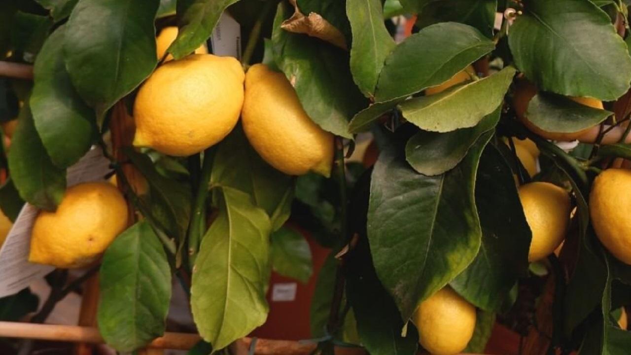 Come curare Pianta di limone