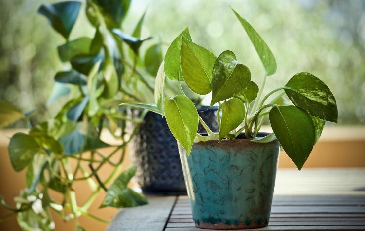 Pianta pothos in vaso