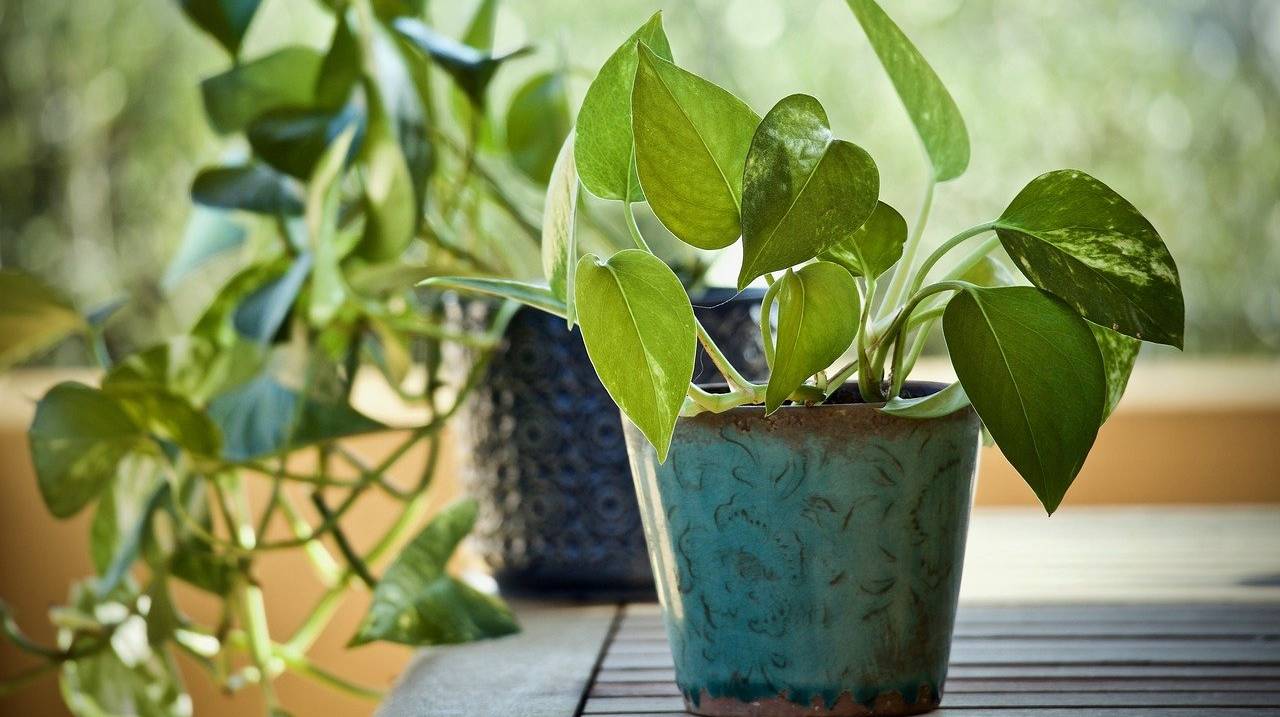 Pianta pothos in vaso